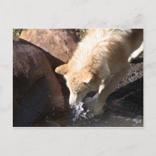 Carte Postale Loup gris