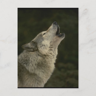 Carte Postale Loup Gris