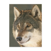 Loup gris