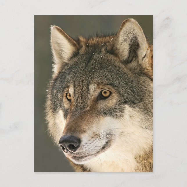 Carte Postale Loup gris (Devant)