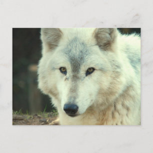 Carte postale Loup gris