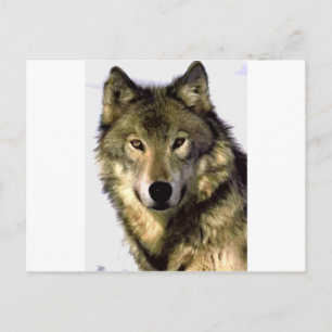 Carte Postale Loup gris