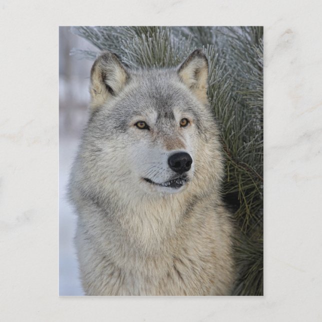Carte Postale Loup gris (Devant)
