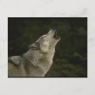 Carte Postale Loup gris