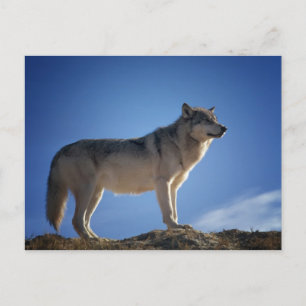 Carte postale Loup gris