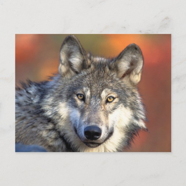 Carte postale Loup gris (Devant)
