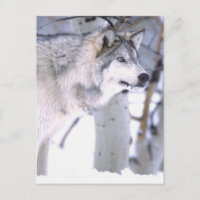 Loup gris, Canis lupus, Animal de cinéma (Utah)