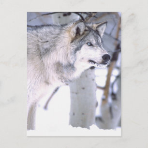 Carte Postale Loup gris, Canis lupus, Animal de cinéma (Utah)
