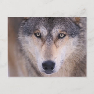 Carte Postale loup gris, Canis lupus, gros plan des yeux