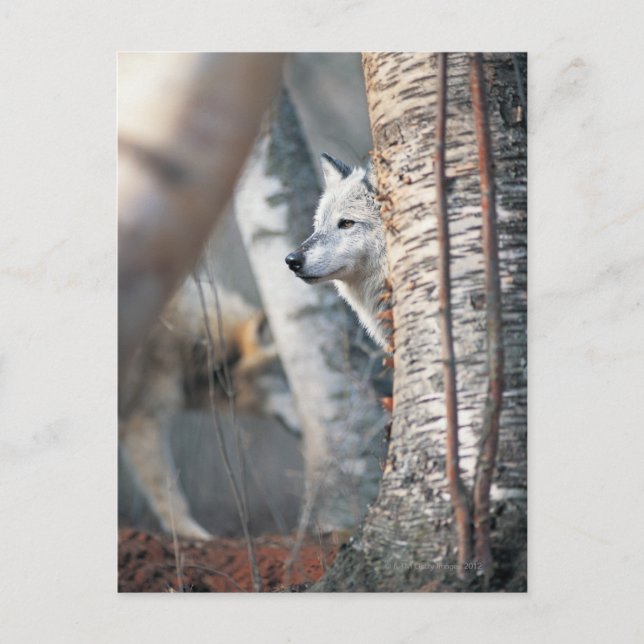 Carte Postale Loup gris derrière l'arbre (Devant)