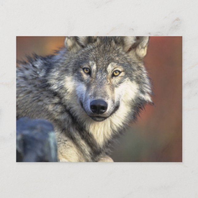 Carte Postale Loup gris et blanc (Devant)