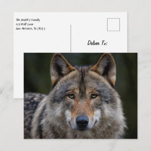 Carte Postale Loup gris fermer