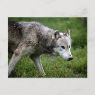 Carte Postale Loup gris, loup