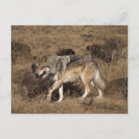 Loup gris - Loup de bois - Série Loup rouge
