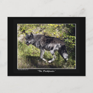 Carte postale Loup gris "Pathfinder"