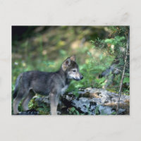 Loup gris petit chiot dans les bois verts