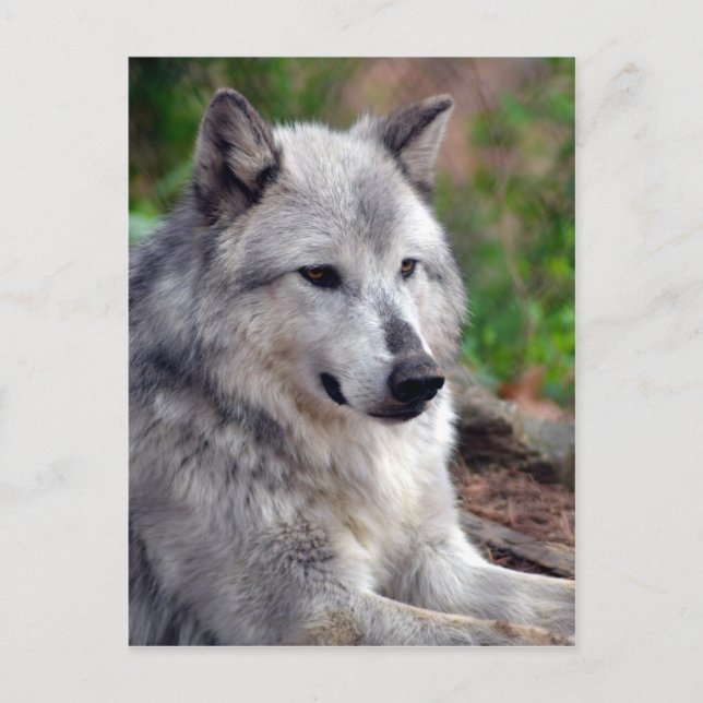 Carte Postale Loup gris Pose-168 (Devant)
