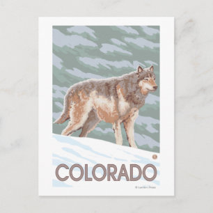 Carte Postale Loup gris Standing Colorado