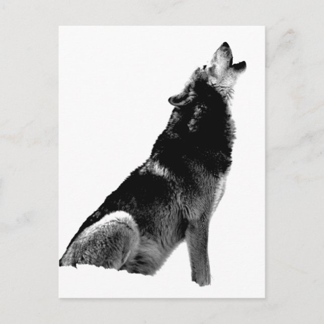 Carte Postale Loup hurlant noir et blanc (Devant)