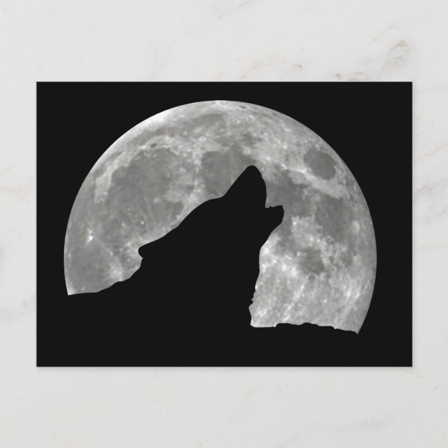 Carte Postale loup hurler (Devant)