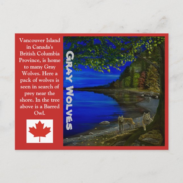 Carte Postale Loup! Loups gris et hibou rayé. (Devant)