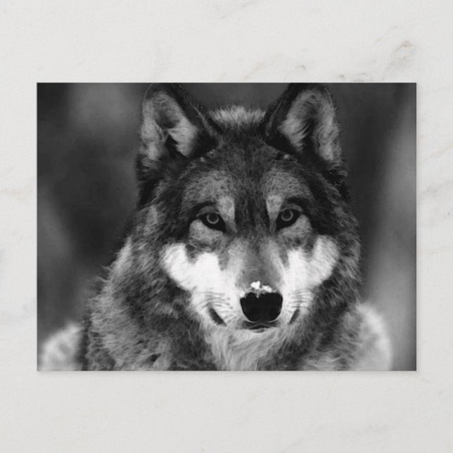 Carte Postale Loup noir et blanc (Devant)