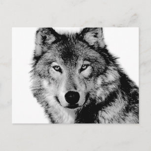 Carte Postale Loup noir et blanc