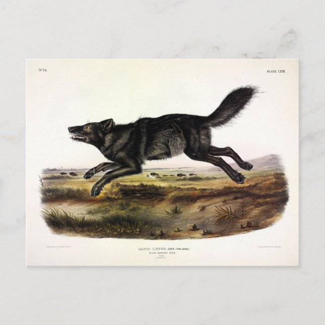 Carte Postale Loup noir ou Loup noir-américain (Canis Lupus) (Devant)