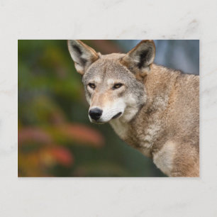 Carte Postale Loup rouge