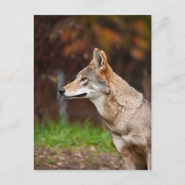 Carte Postale Loup rouge (Devant)