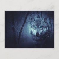 Loup sauvage aux beaux yeux bleus
