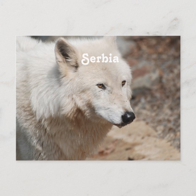 Carte Postale Loup serbe (Devant)