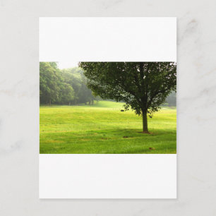 Carte Postale Loup solitaire