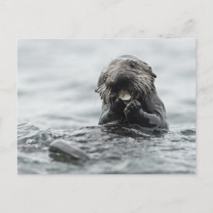 Carte Postale Loupe de mer adorable