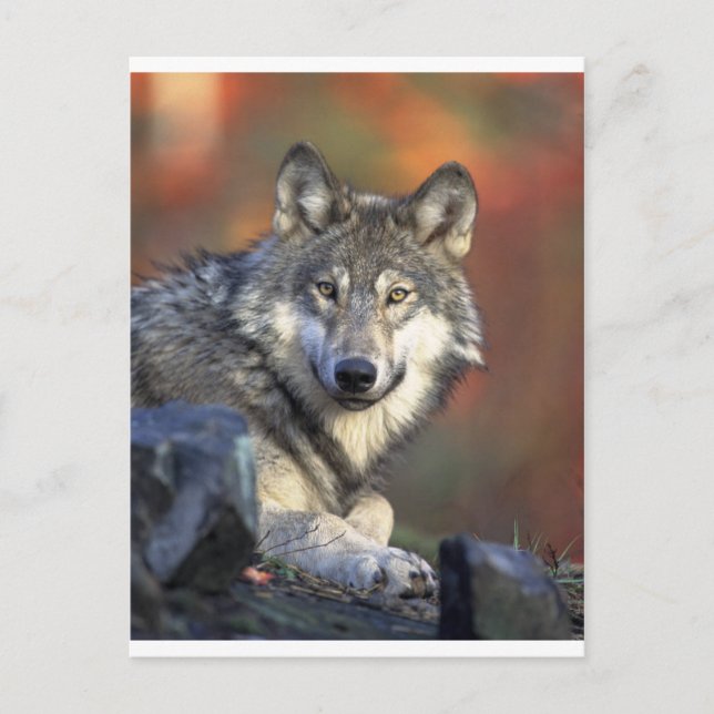 Carte Postale Loups (Devant)