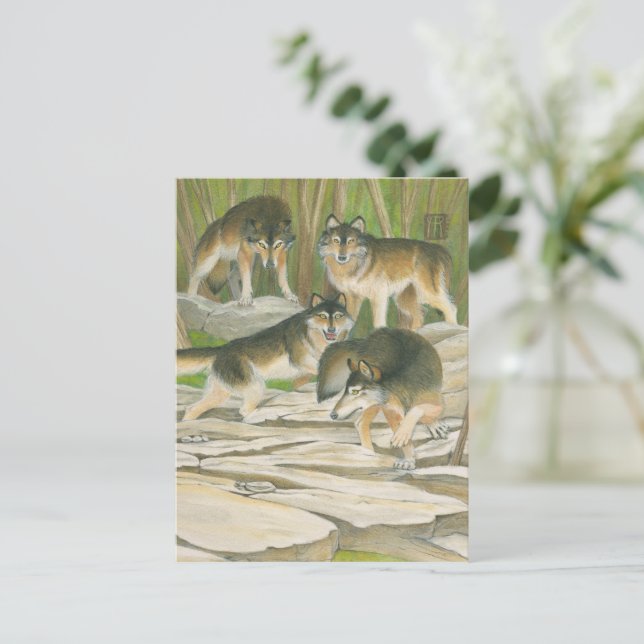 Carte Postale Loups gris (Debout devant)