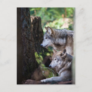 Carte Postale Loups gris