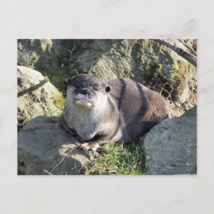 CARTE POSTALE LOUTE MIGNONNE
