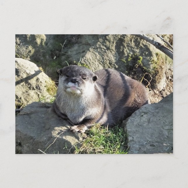 CARTE POSTALE LOUTE MIGNONNE (Devant)