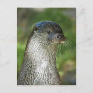 Carte Postale Loutre