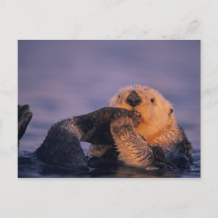 Carte Postale Loutre de mer, Enhydra lutris