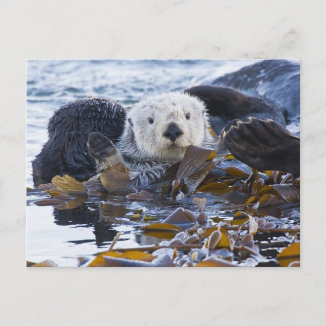 Carte Postale Loutre de mer enveloppée dans le kelp (Devant)