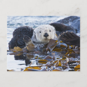 Carte Postale Loutre de mer enveloppée de kelp