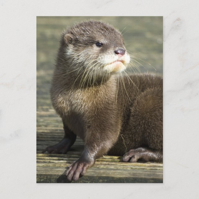 Carte Postale Loutre mignonne de bébé (Devant)