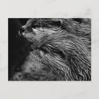 Carte Postale loutre noir et blanc