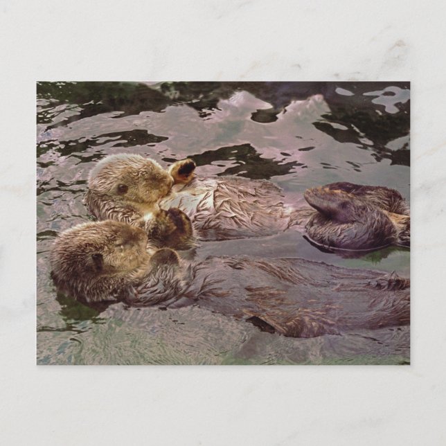 Carte Postale Loutres de mer tenant les mains (Devant)