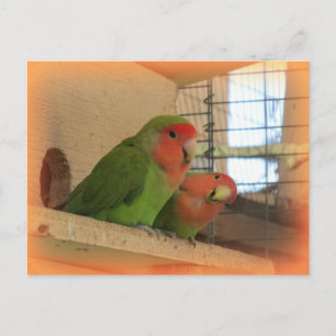 Carte postale Love