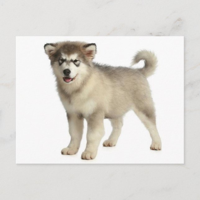 Carte postale Love Alaskan Malamute Chien Chien Ch (Devant)