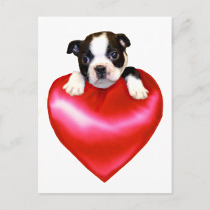 Carte postale Love Boston Terrier