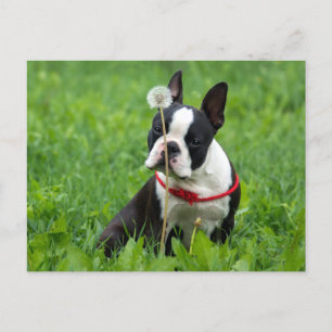 Carte Postale Love Boston Terrier Chien chiot Puppy Pensez à vou